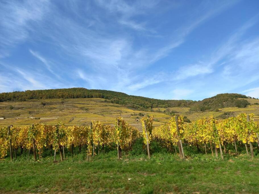S'Gleina Gleck, In The Heart Of A Wine City, Charmant Studio 1 Piece Et 1 Salle De Bain Kaysersberg-Vignoble Ngoại thất bức ảnh